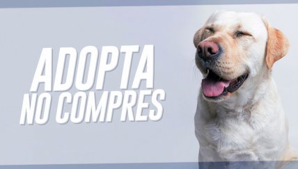  3 historias de adopción de mascotas que no podrás evitar compartir