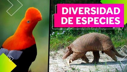 Cuatro animales exóticos que viven en el Perú y quizás no conocías