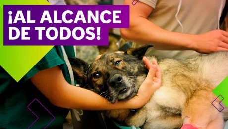 Conoce las veterinarias solidarias al sur de Lima