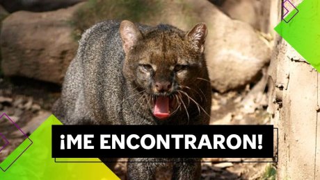 Conoce al yaguarundi, el imponente felino que acaba de ser visto en la selva de Puno