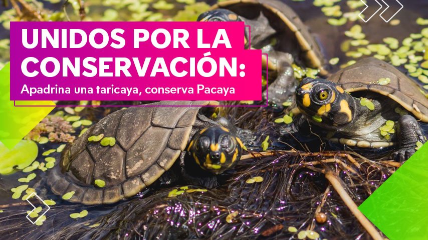 Unidos por la conservación: Apadrina una taricaya, conserva Pacaya