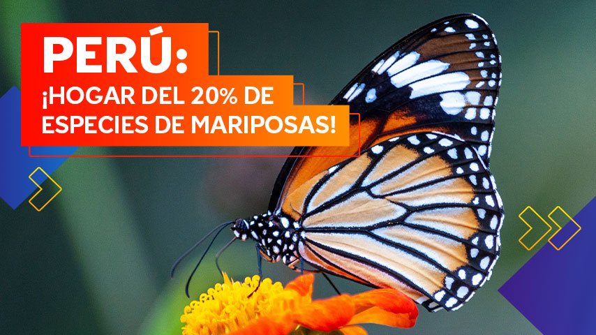 Perú: Hogar del 20% de especies de mariposas