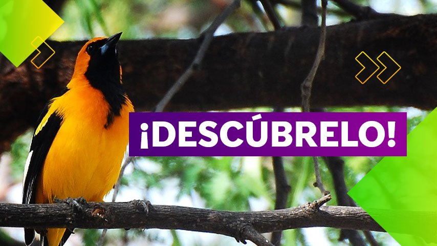 ¡Descubre el Santuario Bosque de Pómac! Un tesoro natural peruano.
