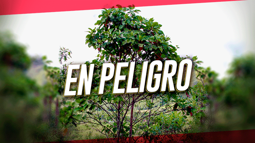 La quina, el árbol que pocos conocen en el Perú