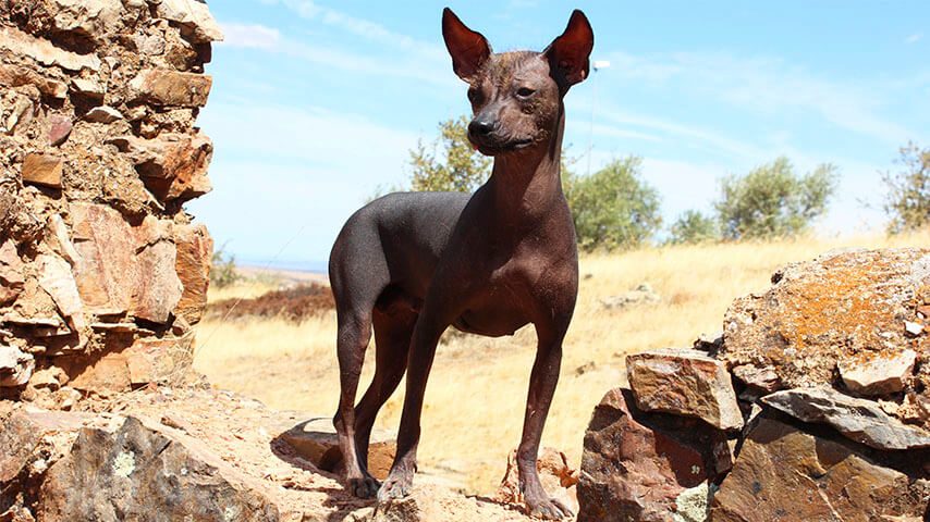 5 cosas que no sabías sobre el perro peruano