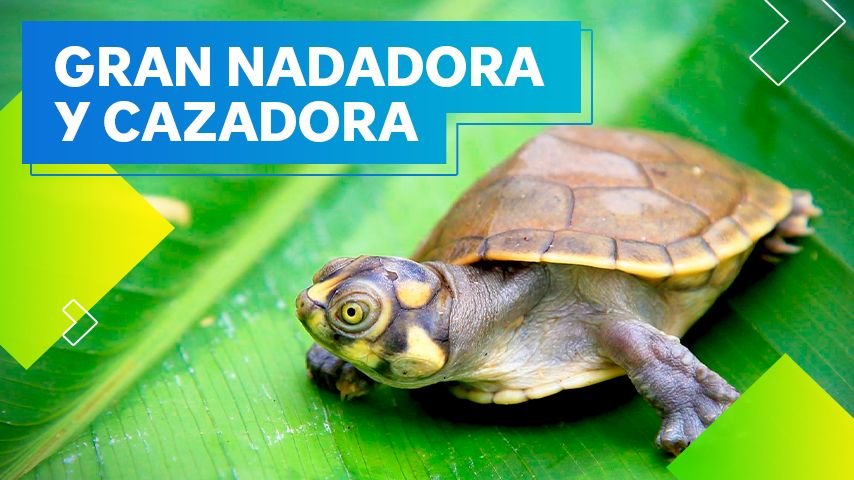 La taricaya, la tortuga que vive en la amazonía peruana