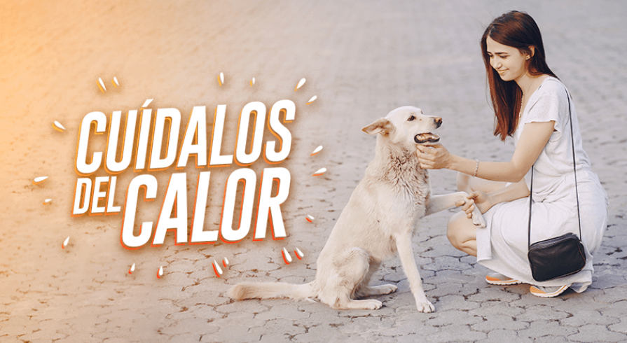 Disfruta del verano junto a tu mascota, pero ten en cuenta algunos consejos para cuidar su salud. 