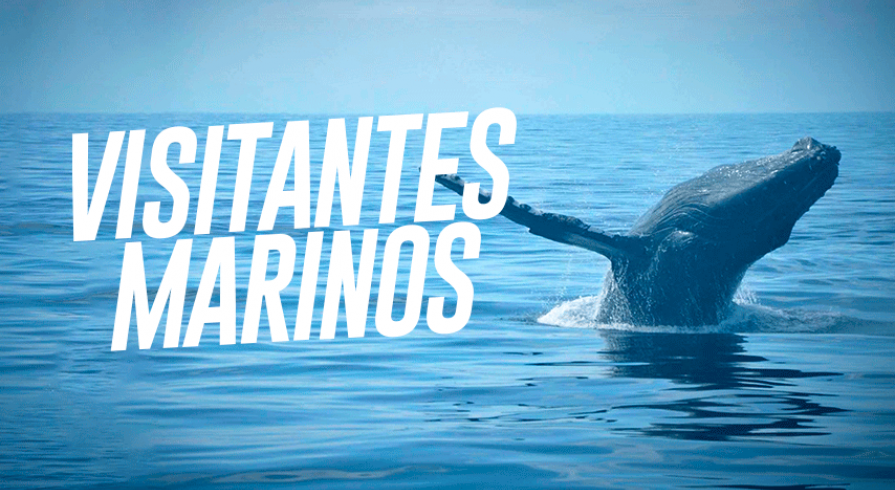 Día Mundial de los Océanos: Estos son los animales marinos más extraños en  la actualidad