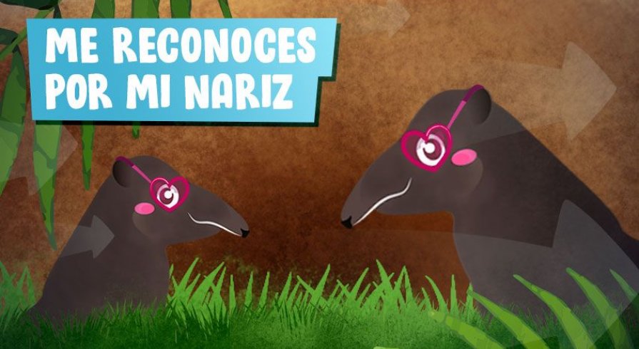 El tapir andino en seis datos interesantes