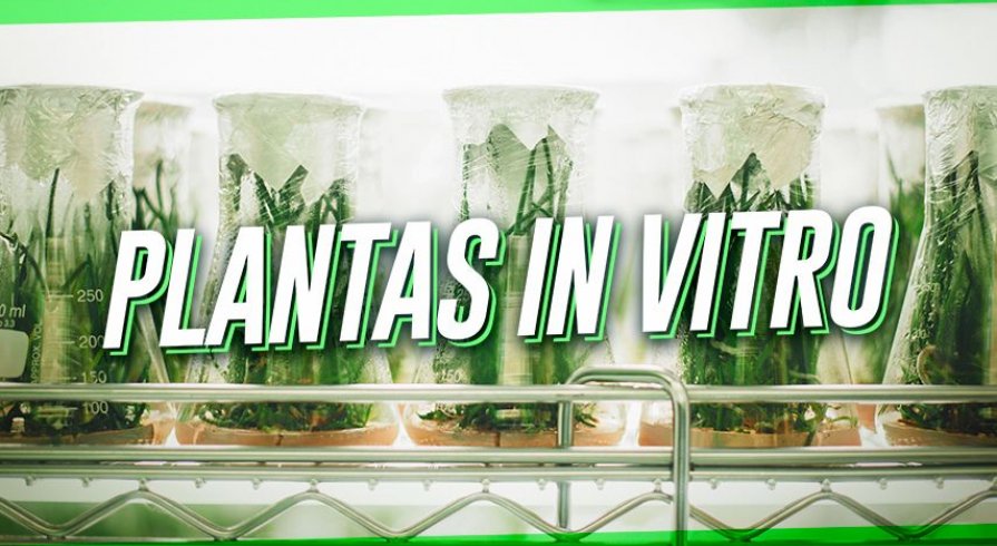 Plantas in vitro