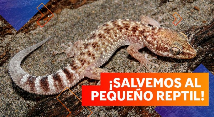 El gecko de Lima: ¡Nuestra lagartija endémica está en problemas!