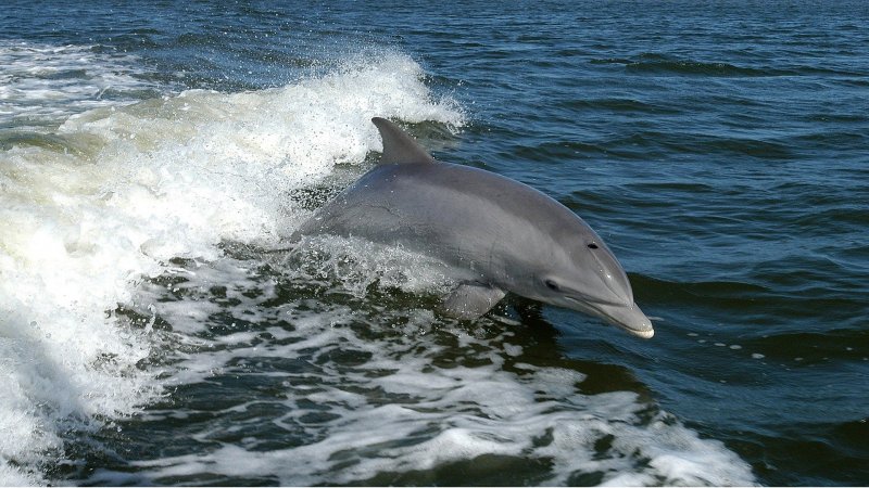 ¡Cuidemos a nuestros delfines!