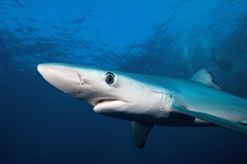 tiburón azul